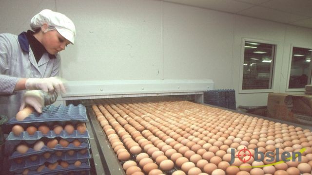 مطلوب موظفات تعبئة وتغليف للعمل لدى شركة المزارع الأردنية الحديثة - بيض اوفاليو